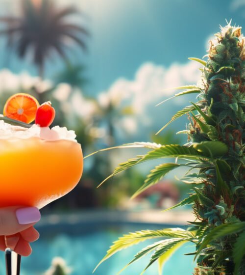 cocktail au bord de la piscine au milieu des plans de cannabis cbd