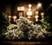 Fleurs Jack Herer CBD dans un coffe shop