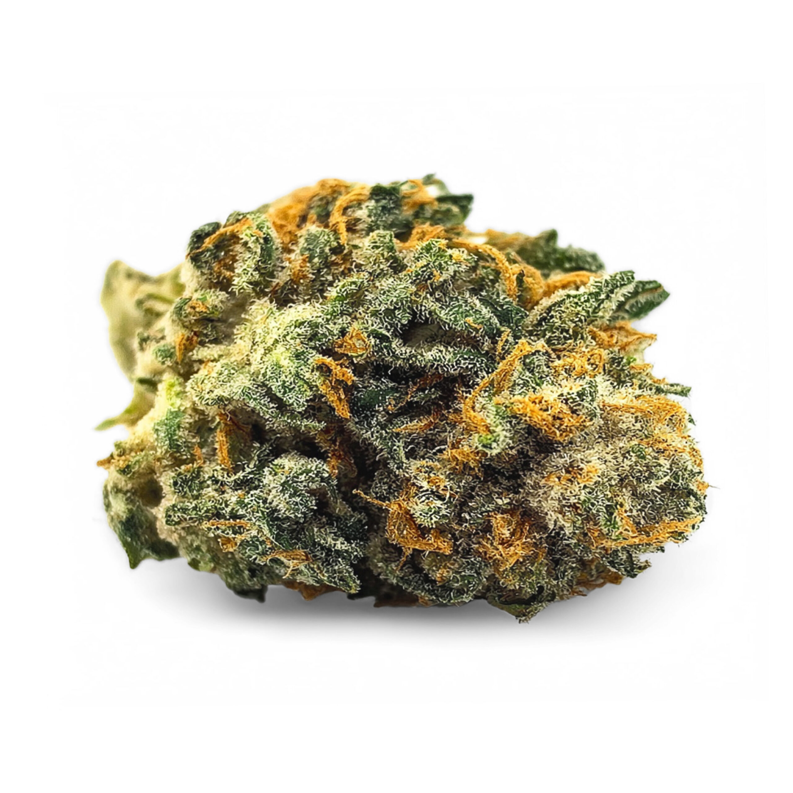 Grosse Fleur CBD Alien Kush Greenhouse, pistils jaunes, trichomes brillants sur fond blanc