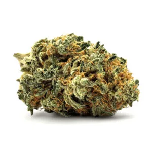 Grosse Fleur CBD Blueberry Greenhouse, pistils jaunes, trichomes brillants sur fond blanc