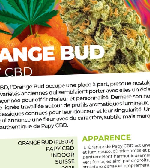 Test de la ORANGE BUD de PAPY CBD par CBDACTU