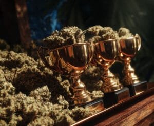 Trophées remplis de fleurs de CBD cannabis