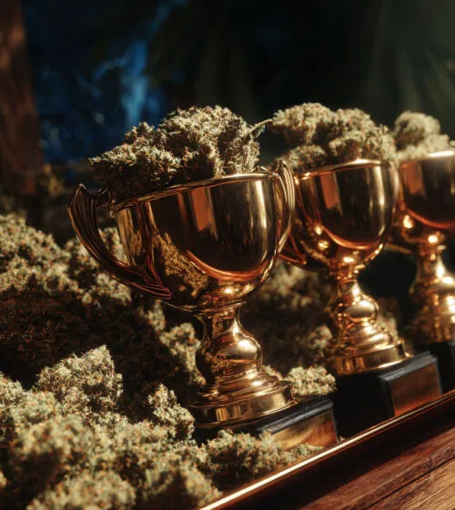 Trophées remplis de fleurs de CBD cannabis