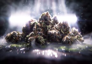 têtes de cannabis sur une surface noire, éclairées par des lumières de stade, macrophotographie, hyperréaliste, haute résolution, très détaillé, contre-jour, éclairage volumétrique, bokeh, dans le style de Bouguereau, dramatique, cinématographique